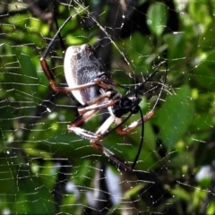 Nephila edulis (TBC) at Town Common, QLD - 19 Mar 2021 by TerryS