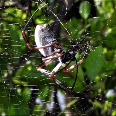 Unidentified Orb-weaving spider (several families) at Town Common, QLD - 19 Mar 2021 by TerryS