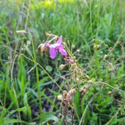 Arthropodium fimbriatum (Nodding Chocolate Lily) at Jerrabomberra, ACT - 5 Feb 2022 by Mike