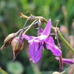 Arthropodium fimbriatum at Jerrabomberra, ACT - 5 Feb 2022 03:51 PM