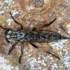 Cerdistus sp. (genus) (Yellow Slender Robber Fly) at Bango Nature Reserve - 3 Feb 2022 by jbromilow50