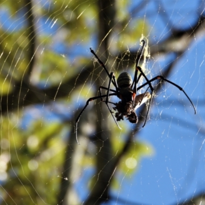 Trichonephila plumipes (Humped golden orb weaver) at Town Common, QLD - 2 May 2021 by TerryS