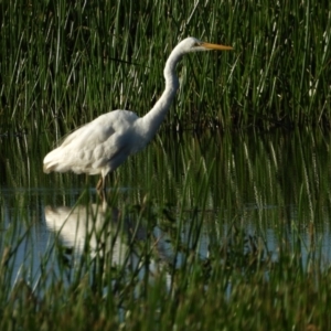 Ardea alba at Town Common, QLD - 2 May 2021