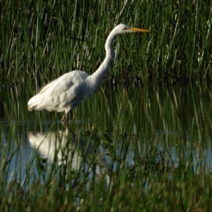 Ardea alba at Town Common, QLD - 2 May 2021 08:05 AM