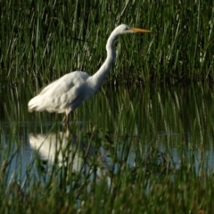 Ardea alba (Great Egret) at Town Common, QLD - 1 May 2021 by TerryS