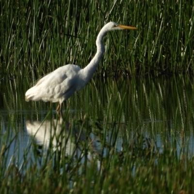 Ardea alba (Great Egret) at Town Common, QLD - 1 May 2021 by TerryS