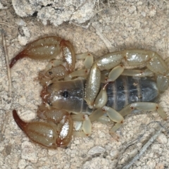Urodacus manicatus (Black Rock Scorpion) at Bango Nature Reserve - 3 Feb 2022 by jbromilow50