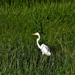 Ardea alba at Town Common, QLD - 20 Mar 2021