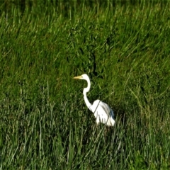 Ardea alba (Great Egret) at Town Common, QLD - 19 Mar 2021 by TerryS