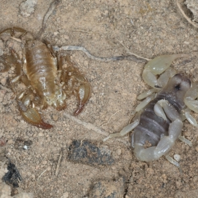 Urodacus manicatus (Black Rock Scorpion) at Bango Nature Reserve - 3 Feb 2022 by jbromilow50