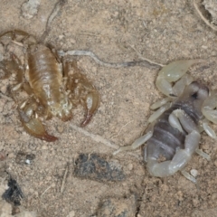 Urodacus manicatus (Black Rock Scorpion) at Bango Nature Reserve - 3 Feb 2022 by jbromilow50
