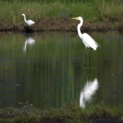 Ardea alba (Great Egret) at Town Common, QLD - 2 May 2021 by TerryS