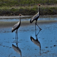 Grus rubicunda (Brolga) at Town Common, QLD - 19 Mar 2021 by TerryS