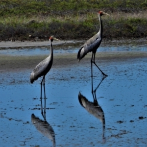 Grus rubicunda at Town Common, QLD - 20 Mar 2021 10:02 AM