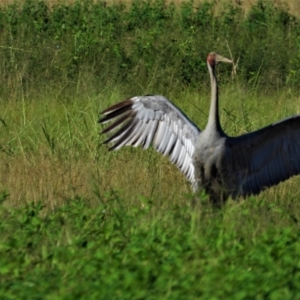 Grus rubicunda at Town Common, QLD - 20 Mar 2021 08:37 AM