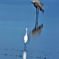 Grus rubicunda (Brolga) at Town Common, QLD - 19 Mar 2021 by TerryS