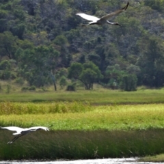 Antigone rubicunda (Brolga) at Town Common, QLD - 14 Aug 2021 by TerryS