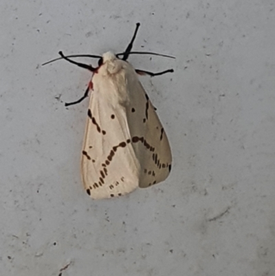 Ardices canescens (Dark-spotted Tiger Moth) at Gordon, ACT - 5 Feb 2022 by mauritsz