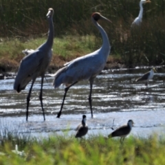 Antigone rubicunda (Brolga) at Town Common, QLD - 14 Aug 2021 by TerryS