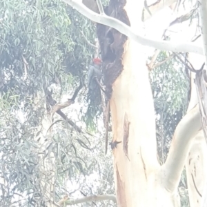 Callocephalon fimbriatum at Yarralumla, ACT - suppressed