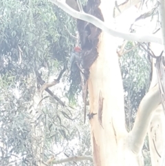 Callocephalon fimbriatum (Gang-gang Cockatoo) at Lake Burley Griffin West - 5 Feb 2022 by namaqua