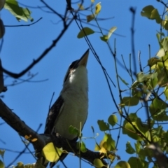 Dacelo novaeguineae (Laughing Kookaburra) at Town Common, QLD - 20 Mar 2021 by TerryS