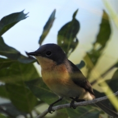 Myiagra rubecula (Leaden Flycatcher) at Town Common, QLD - 1 May 2021 by TerryS