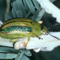 Calomela vittata at Bango, NSW - 3 Feb 2022