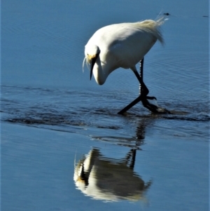 Egretta garzetta at Town Common, QLD - 5 Feb 2022