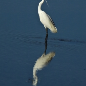 Egretta garzetta at Town Common, QLD - 20 Mar 2021