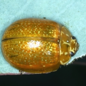 Paropsisterna cloelia at Bango, NSW - 3 Feb 2022 11:27 AM