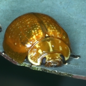 Paropsisterna cloelia at Bango, NSW - 3 Feb 2022 11:27 AM