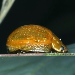 Paropsisterna cloelia at Bango, NSW - 3 Feb 2022 11:27 AM