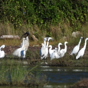 Egretta garzetta at Town Common, QLD - 2 May 2021 08:53 AM