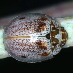 Paropsisterna m-fuscum (Eucalyptus Leaf Beetle) at Bango Nature Reserve - 2 Feb 2022 by jbromilow50
