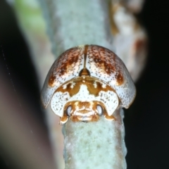 Paropsisterna m-fuscum at Bango, NSW - 3 Feb 2022 10:53 AM