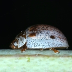 Paropsisterna m-fuscum at Bango, NSW - 3 Feb 2022