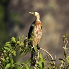 Microcarbo melanoleucos (Little Pied Cormorant) at Town Common, QLD - 2 May 2021 by TerryS