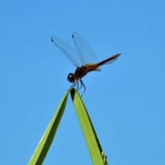 Unidentified Dragonfly (Anisoptera) at Town Common, QLD - 19 Mar 2021 by TerryS