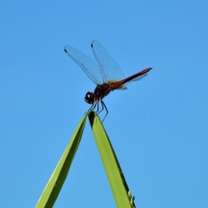 Macrodiplax cora at Town Common, QLD - 20 Mar 2021 08:29 AM