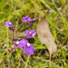 Utricularia dichotoma (Fairy Aprons, Purple Bladderwort) at Jerrabomberra, ACT - 5 Feb 2022 by Mike