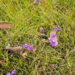 Utricularia dichotoma at Jerrabomberra, ACT - 5 Feb 2022 04:29 PM