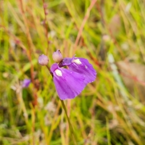 Utricularia dichotoma at Jerrabomberra, ACT - 5 Feb 2022 04:29 PM