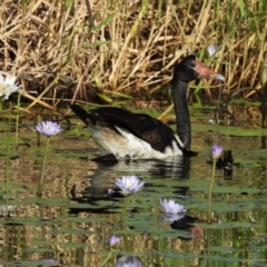 Anseranas semipalmata (Magpie Goose) at Town Common, QLD - 5 Feb 2022 by TerryS