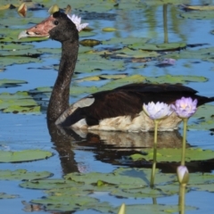 Anseranas semipalmata (Magpie Goose) at Town Common, QLD - 2 May 2021 by TerryS