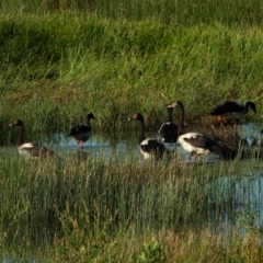 Anseranas semipalmata (Magpie Goose) at Town Common, QLD - 1 May 2021 by TerryS