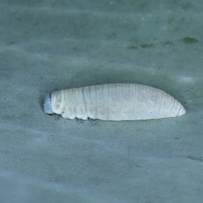 Paropsisterna m-fuscum (Eucalyptus Leaf Beetle) at Bango, NSW - 3 Feb 2022 by jb2602