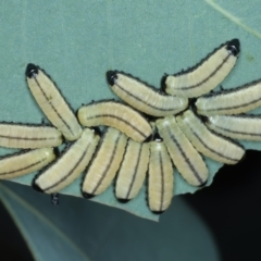 Paropsisterna cloelia (Eucalyptus variegated beetle) at Bango Nature Reserve - 3 Feb 2022 by jbromilow50