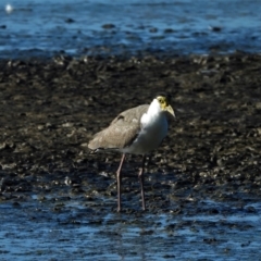 Vanellus miles (Masked Lapwing) at Town Common, QLD - 2 May 2021 by TerryS