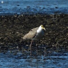 Vanellus miles (Masked Lapwing) at Town Common, QLD - 1 May 2021 by TerryS